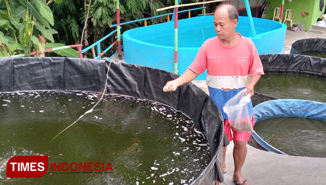 Udiono sedang memberikanpakan  Ikan sambil mengurangi air pada kolam bioflok. (FOTO : Muchlas Hamidi/ TIMES Indonesia)