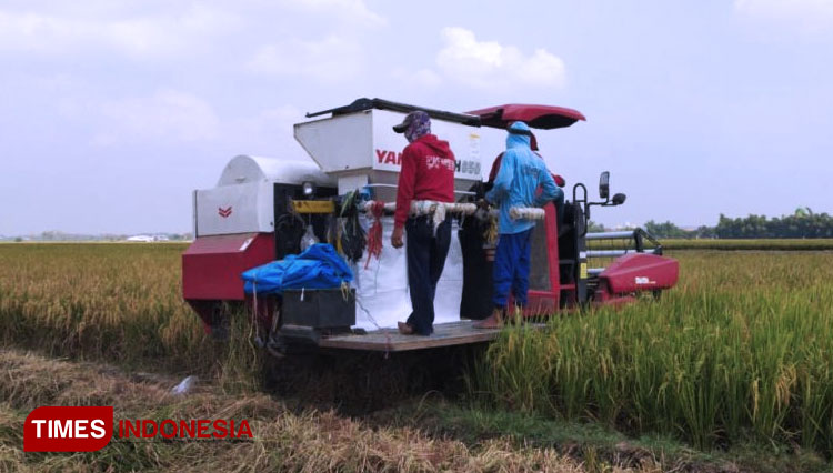 Panen raya padi di kecamatan Sugio dengan Alsintan. (FOTO: AJP TIMES Indonesia)