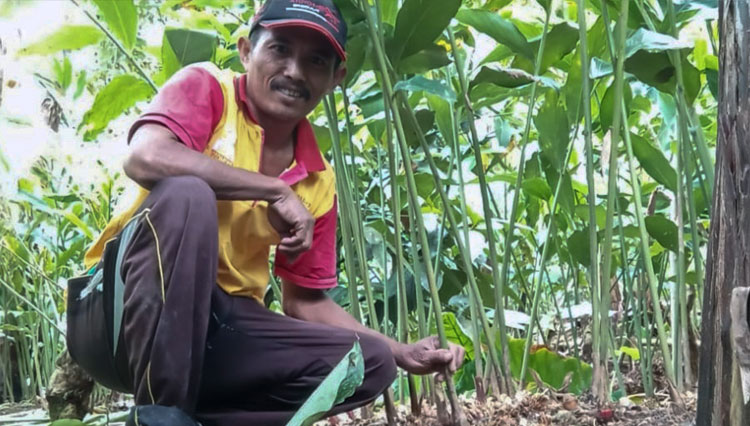  Kapulaga  Dongkrak Perekonomian Warga Lumajang Selama 