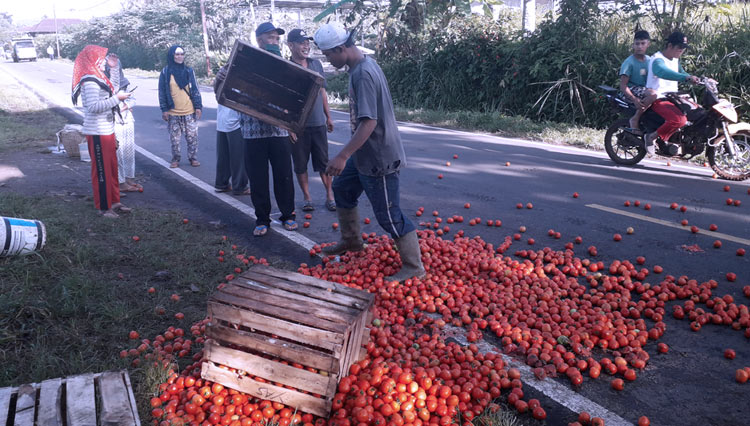 Petani tomat di Dusun Jambat Akar membuang tomat hasil panen ke tengah jalan Pesirah Ratu Seniun. (Foto: Asnadi/ TIMES Indonesia) 
