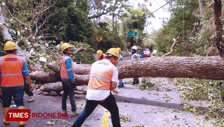  Petugas teknik PLN ULP Pagaralam membersihkan sisa pohon yang ditebang di Jalan Depati H Duadji, Dempo Selatan. (Foto: Asnadi/TIMES Indonesia) 
