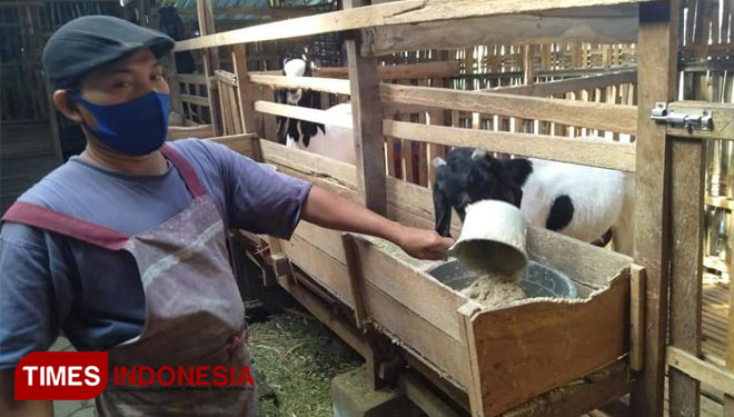 Surateno, warga Nongkodono Ponorogo, eks TKI yang kini sukses beternak kambing etawa (Foto: Khoirul Nizam Muhammad/ TIMES Indonesia)