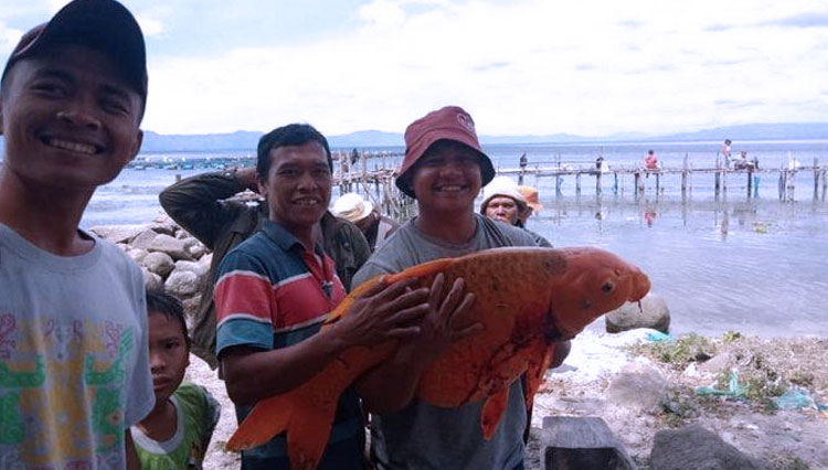 Ikan mas raksasa hasil tangkapan pemancing di Danau Toba, perairan Tao Silalahi, Kabupaten Dairi, Sabtu (7/8/2020). (Foto: Juliarson Saragih/Facebook)