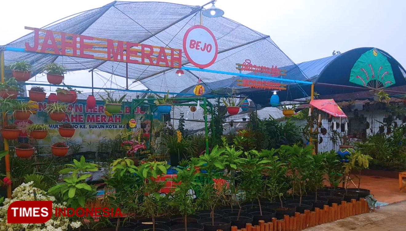 Lokasi budidaya tanaman herbal jahe merah, Selasa (11/8/2020) (Foto: Mery Cahyani/TIMES Indonesia)