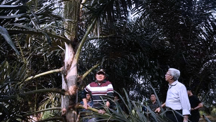 Gubernur dan Wakil Gubernur Sumsel. Herman Deru - Mawardi Yahya saat melihat pohon Aren. (Foto: Bisnis Indonesia)