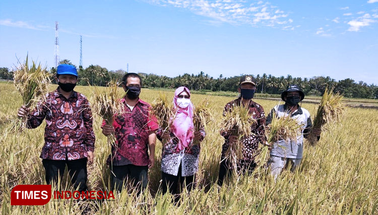 Panen korporasi benih padi Inpari Nutri Zinc di Poktan Warga Rukun, Kalurahan Sukoreno, Kapanewon Sentolo, Kabupaten Kulon Progo. (FOTO: Kementan RI for TIMES Indonesia).