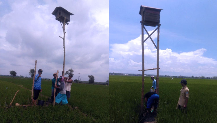 Kerjabakti petani dan PPL mendirikan Rubuha rumah tinggal sang predator tikus. (FOTO: AJP TIMES Indonesia)