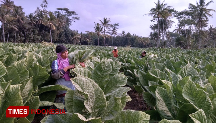 Para-petani-memanen-tembakau.jpg