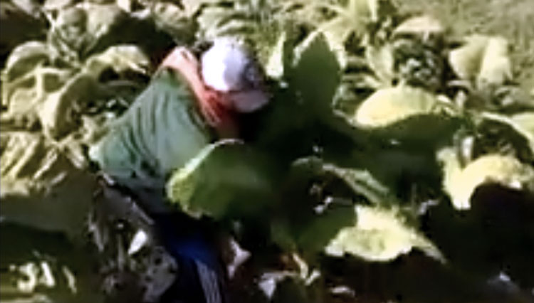 Seorang petani mencabuti tanaman tembakau karena kecewa harganya anjlok (FOTO: video Youtube)