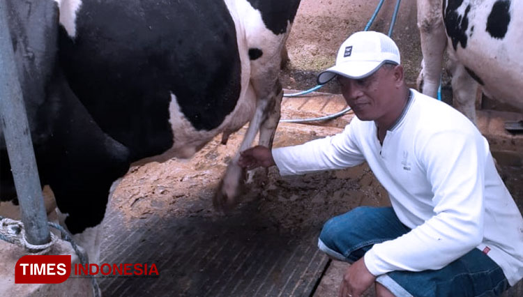 Pemeriksaan ternak secara rutin kunci kesuksesan seorang peternak (FOTO: AJP/TIMES Indonesia)