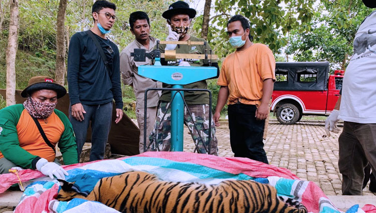 Harimau Sumatera 3