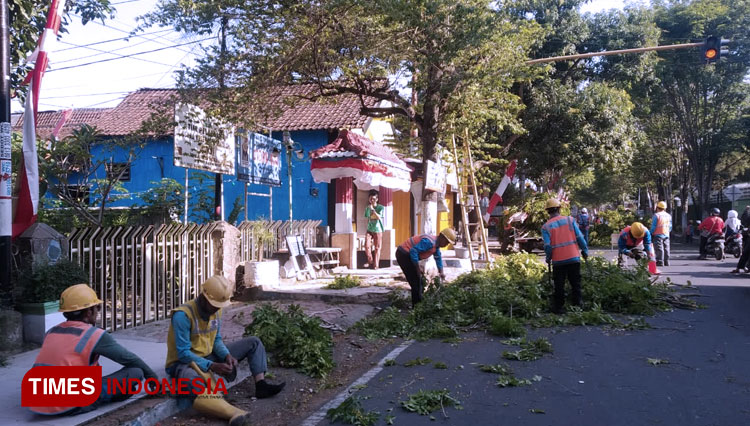 Petugas dari DLHP Kabupaten Bondowoso, melakukan perampingan pohon di sejumlah ruas jalan. Tampak mereka menggunakan tangga manual (FOTO: Moh Bahri/TIMES Indonesia)