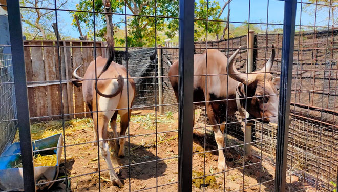 Banteng-Jawa-2.jpg