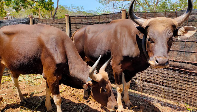 Tekad and Patih, the two Javanese bulls that has been released to Baluran National Park, Banyuwangi, East Java. (Photo: menlhk.go.id)