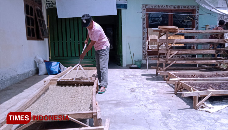 Salah seorang petani kopi Java Ijen-Raung Bondowoso menjemur hasil panen, berupa green bean di halaman rumahnya di Sukosari (FOTO: Moh Bahri/TIMES Indonesia).