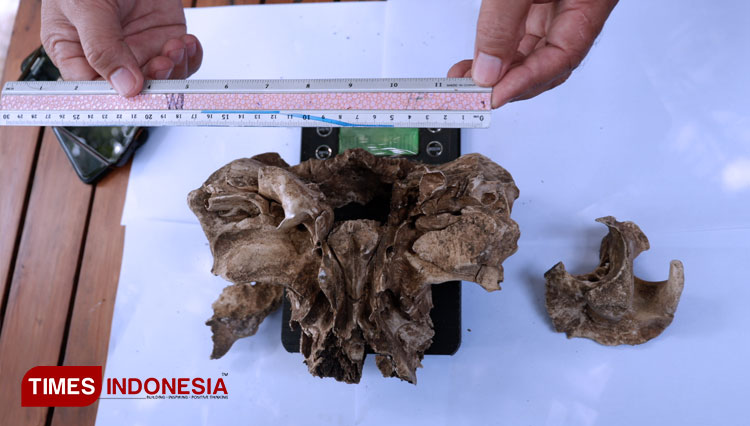 Tengkorak diduga kepala Macan Tutul Jawa yang ditemukan warga Kota Malang. (Foto: Naufal Ardiansyah/TIMES Indonesia)