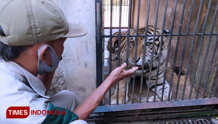Penjaga hewan sedang berada di kandang Baksi, si Harimau Sumatera koleksi Maharani Zoo dan Goa Lamongan yang sempat viral di media sosial, Selasa (8/9/2020). (FOTO: MFA Rohmatillah/ TIMES Indonesia)