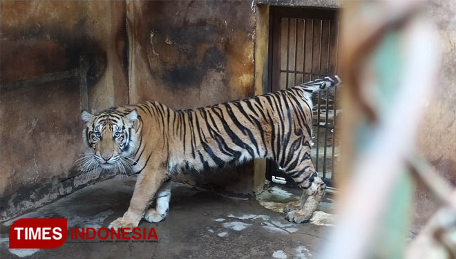 Harimau Sumatera bernama Baksi, koleksi Maharani Zoo yang sempat viral. (FOTO: MFA Rohmatillah/ TIMES Indonesia)