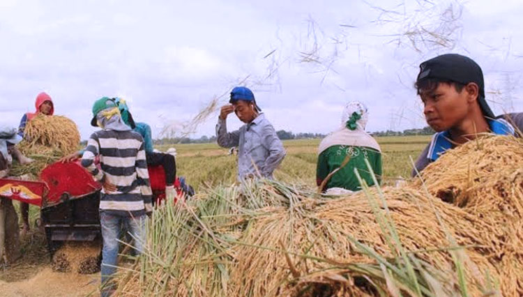 Ilustrasi petani memanen padi. (Foto: InfoPublik.id)