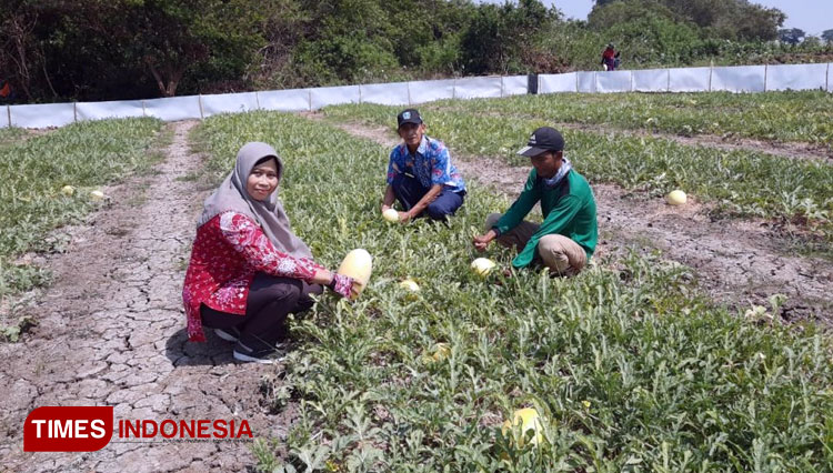 Pendampingan petani oleh penyuluh mulai pengolahan lahan sampai panen. (FOTO: AJP TIMES Indonesia)