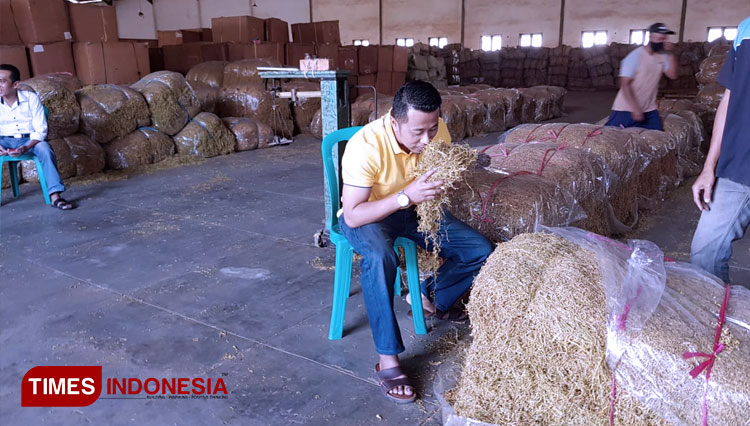 Meski Pandemi, Gagak Hitam Beli Tembakau Petani Bondowoso dengan Harga Layak