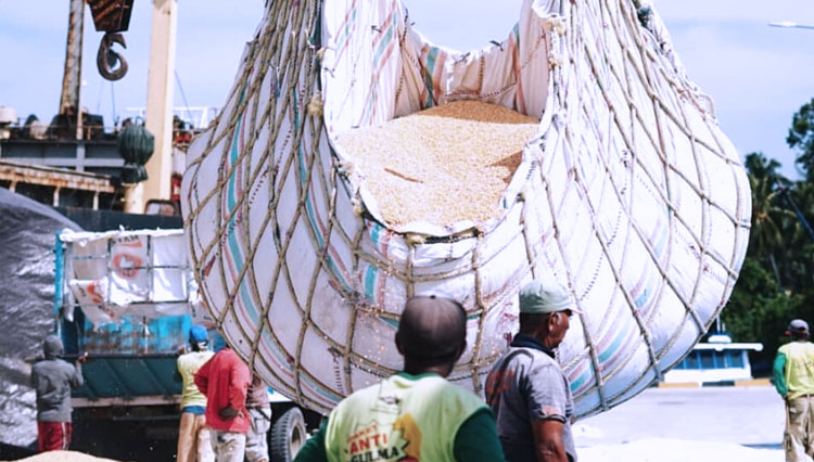 Kementerian Pertanian melalui Karantina Pertanian Palu kembali memfasilitasi ekspor jagung yang di produksi di Kabupaten Tojounauna, Provinsi Sulteng, Jumat, (11/9/2020). (Foto: Humas Karantina Pertanian Palu for TIMES Indonesia) 