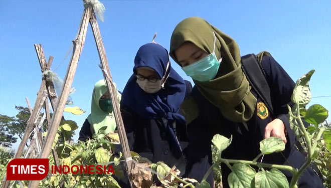 Petani tomat memilih membagikan hasil panen pada warga, di Probolinggo. (FOTO: Happy/TIMES Indonesia)