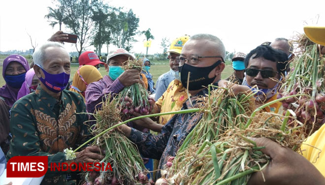 Bupati Bantul Suharsono didampingi anggota DPR RI Gandung Pardiman melakukan panen bawang merah di Tirtohargo Kretek. (Foto: Totok Hidayat/TIMES Indonesia)