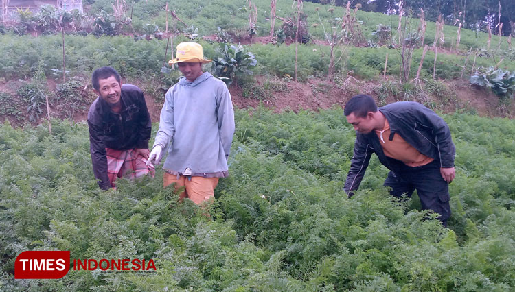 Sejumlah petani di DTD, Kampung Jlegong Desa Batur Kecamatan Batur Banjarnegara. (FOTO: Muchlas Hamidi/TIMES Indonesia)
