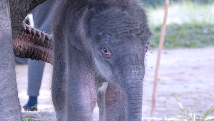 Rizky, Anak Gajah Sumatra yang baru saja lahir di PLG Minas, Riau pada Jumat (18/9). (Foto: Dokumentasi KLHK) 