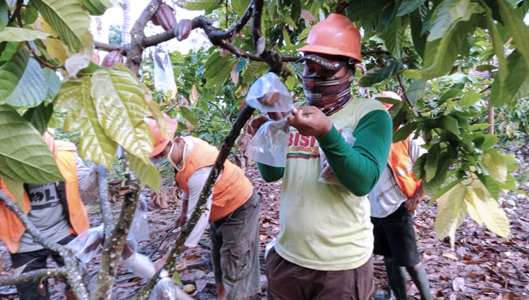Regu Pengendali Organisme Pengganggu Tanaman (RPO) Gotong Royong asal Provinsi Gorontalo melindungi tanaman kakao dari serangan hama. (FOTO: Humas Mentan RI)