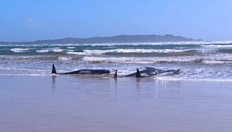 Ratusan paus yang terdampar di pantai Tasmania, Australia. (FOTO: BBC/POLISI TASMANIA)