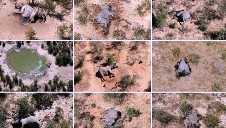 Gajah-gajah yang mati di Botswana terlihat dari udara pada bulan Mei-Juni 2020 lalu.(FOTO: BBC/Reuters)