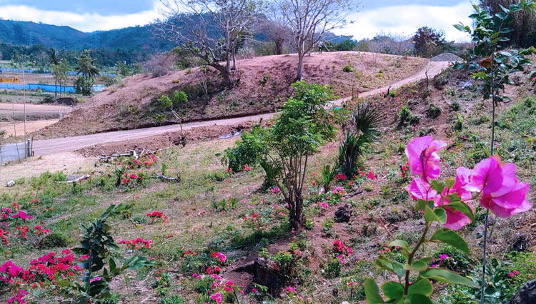 Bunga-Bougainville-berwarna-pink-di-tujuh-bukit-3.jpg