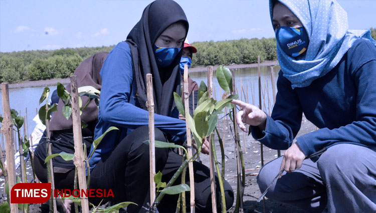 Mahasiswa Universitas Dian Nuswantoro menanam mangrove di pesisir Kelurahan Mangunharjo Kota Semarang. (FOTO: Humas Udinus for TIMES Indonesia)