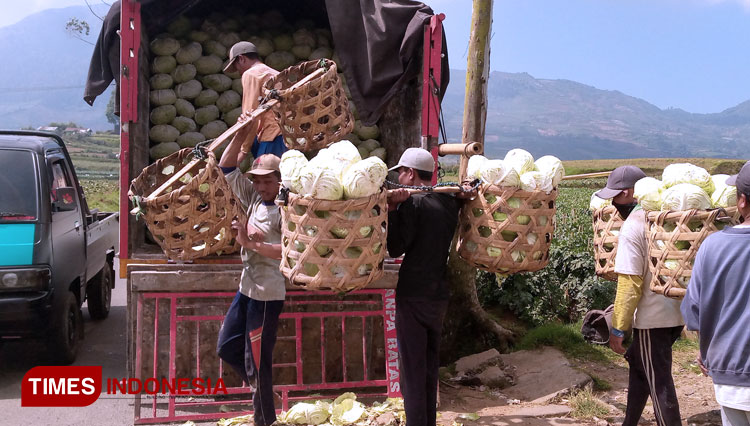 Pedagang memanen kol yang dibelinya dari petani untuk cukupi stok di pasar. (FOTO: Muchlas Hamidi/TIMES Indonesia)