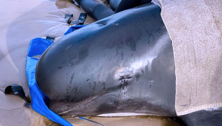 Dengan memberi handuk basah, Tim penyelamat berusaha untuk menyelamatkan paus pilot yang terdampar untuk tetap basah dan sejuk. (FOTO:BBC/Reuters)