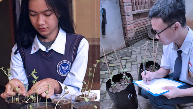Siswa SMA Pradita Dirgantara, Boyolali, Jawa Tengah melakukan kegiatan penelitian tentang pertumbuhan kedelai. (FOTO: SMA Pradita Dirgantara)