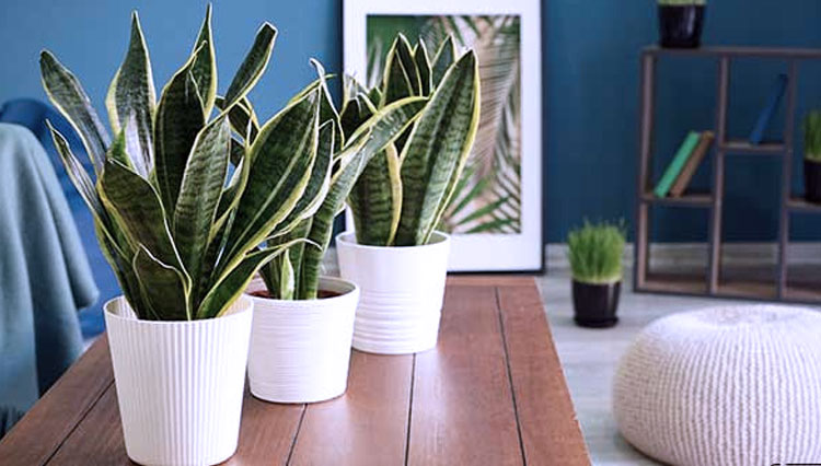 6 Tanaman Hias yang Harganya Naik Saat Pandemi Covid 19 6 Tanaman Hias yang Harganya Naik Saat Pandemi Covid 19