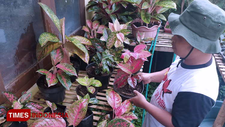 Penjualan Tanaman Hias Meningkat Aglonema Jadi Primadona Penjualan Tanaman Hias Meningkat Aglonema Jadi Primadona
