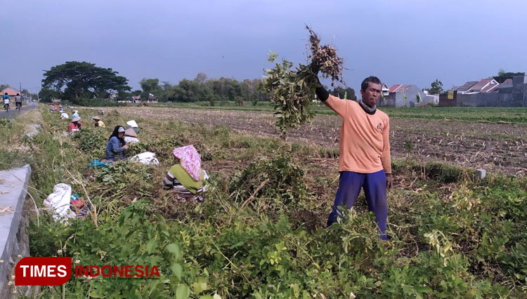 Petani Kacang tanah di Dusun Klagen, Kepuhkembeng, Peterongan, Jombang (foto: Rohmadi/TIMES Indonesia)