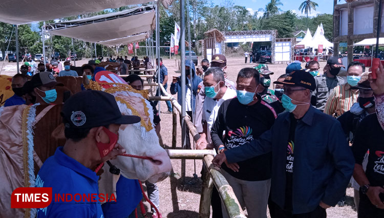 Bupati Bondowoso KH Salwa Arifin saat melihat langsung sapi-sapi yang diikutkan kontes dalam kontes ternak Tahun 2020 (FOTO: Moh Bahri/TIMES Indonesia)