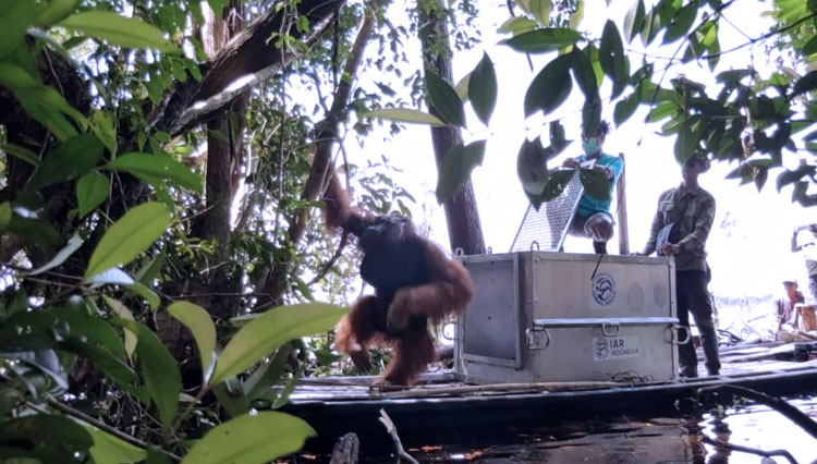 Orangutan yang dilepasliarkan ke kawasan Hutan Sentap Kacang/Benepis, Desa Tanjung pura, Kec. Muara Pawan, Kab. Ketapang. (Foto: Dokumentasi KemenLHK) 