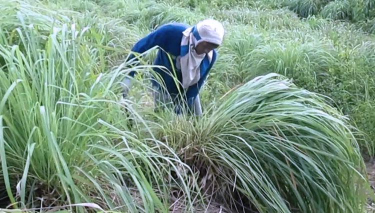 Tumbuhan Serai Wangi. (FOTO: kanalaceh.com)