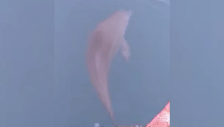 Ikan lumba-lumba yang muncul diperairan Pulau Pramuka, Kepulauan Seribu. (Foto: Tangkapan layar IG TV Dinaslhdki) 