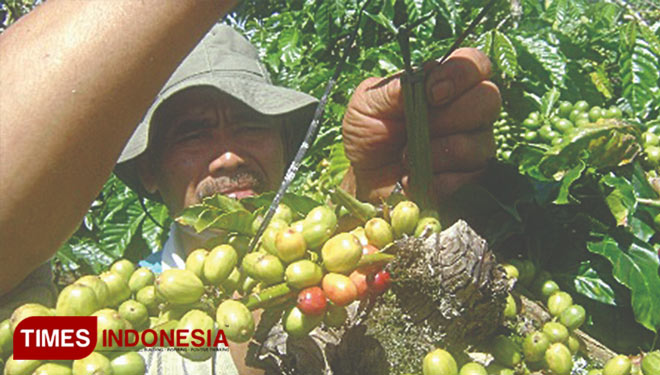 Salah satu petani penerima bantuan program sejuta stek tanaman kopi melakukan penyambungan interes kopi.  (Foto: Asnadi/ TIMES Indonesia) 