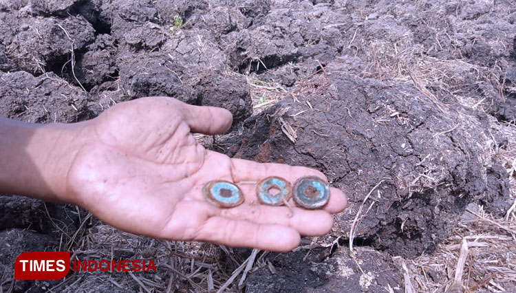 Penemuan uang kuno di persawahan milik Samari warga Dusun Mojounggul, Bareng, Jombang (FOTO: Rohmadi/TIMES Indonesia)