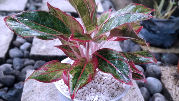 Aglaonema Red Anjamani, daun merah nan indah dan berkilau karena perawatan yang baik membuat jenis ini banyak dicari, Rabu (14/10/2020).(Dok.Tatanam Florist) 