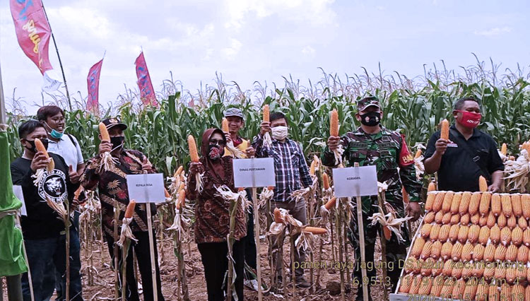 PT Advanta Seeds Indonesia saat temu lapang pengenalan bibit jagung Adv Joss dengan para petani Tuban, Kamis (15/10/202). (Foto: Ahmad Istihar/TIMES Indonesia) 