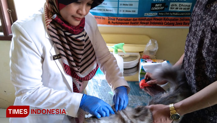 Drh. Arundhina saat memberikan vaksin rabies kepada kucing.(Foto: Muhamad Jupri/TIMES Indonesia)